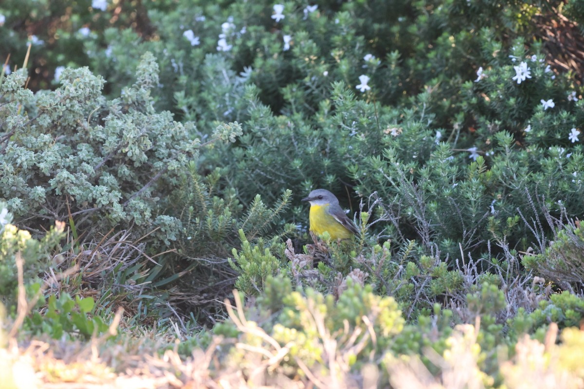 Eastern Yellow Robin - ML620293539