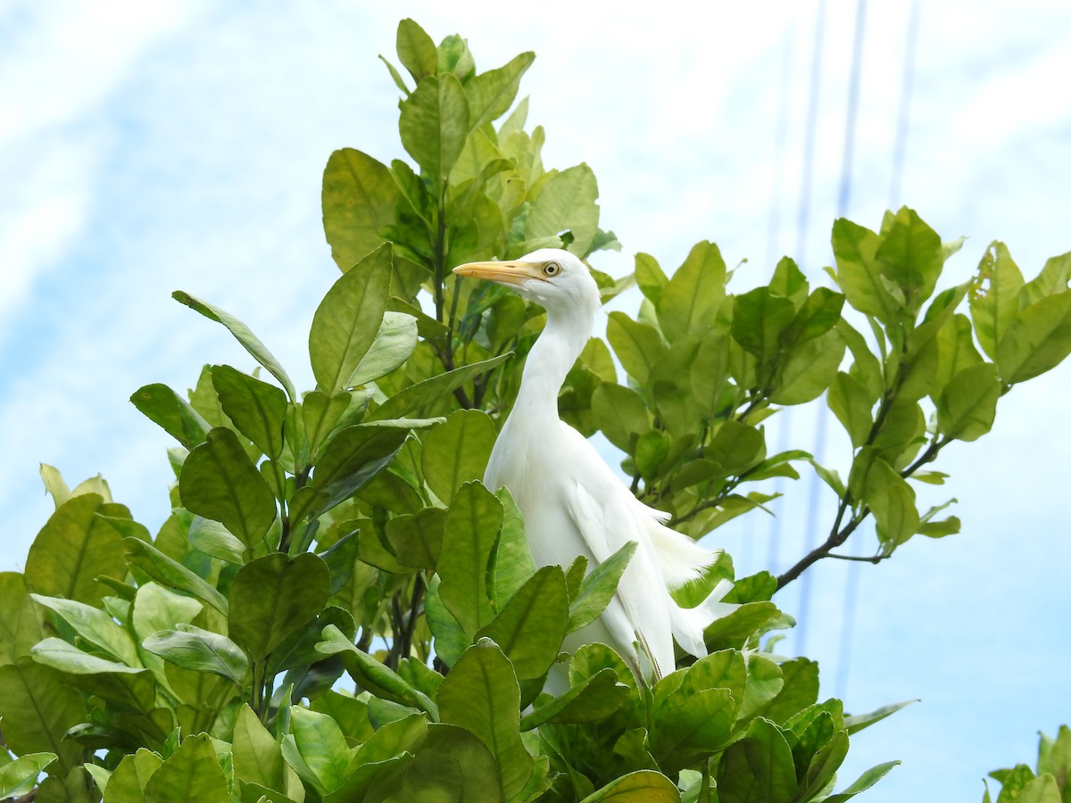 Eastern Cattle Egret - ML620293542