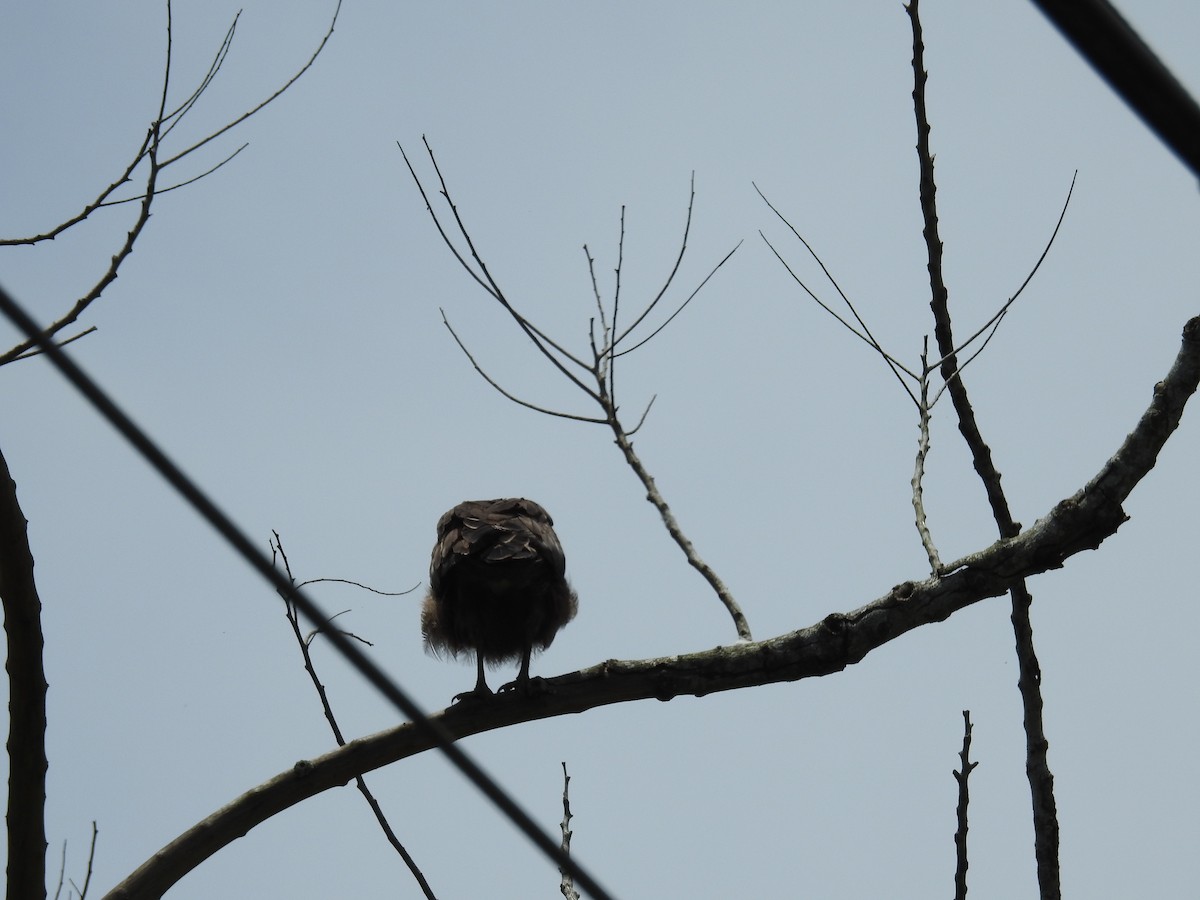 Crested Serpent-Eagle - ML620293548