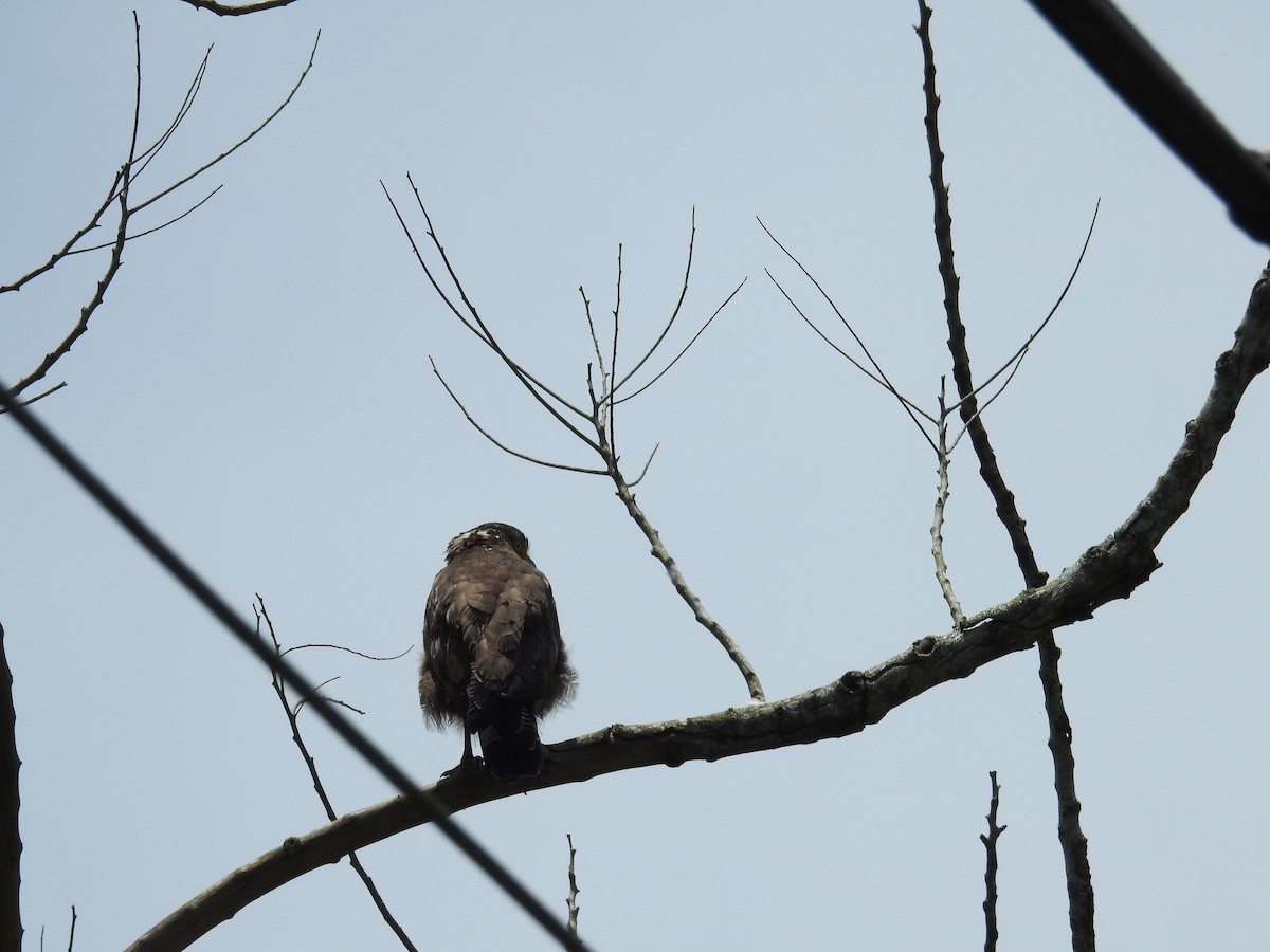 Crested Serpent-Eagle - ML620293550