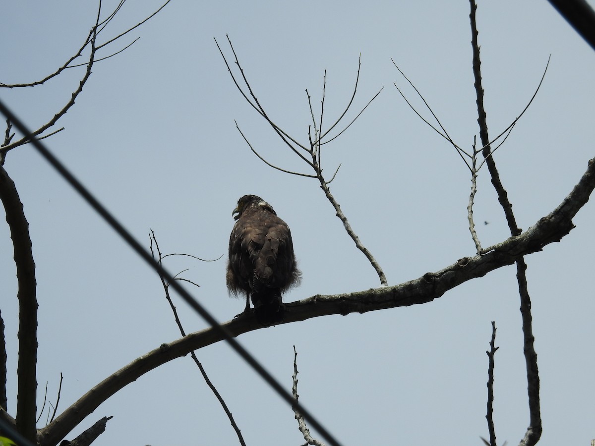 Crested Serpent-Eagle - ML620293551