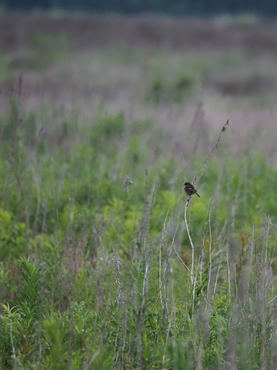 European Stonechat - ML620293556