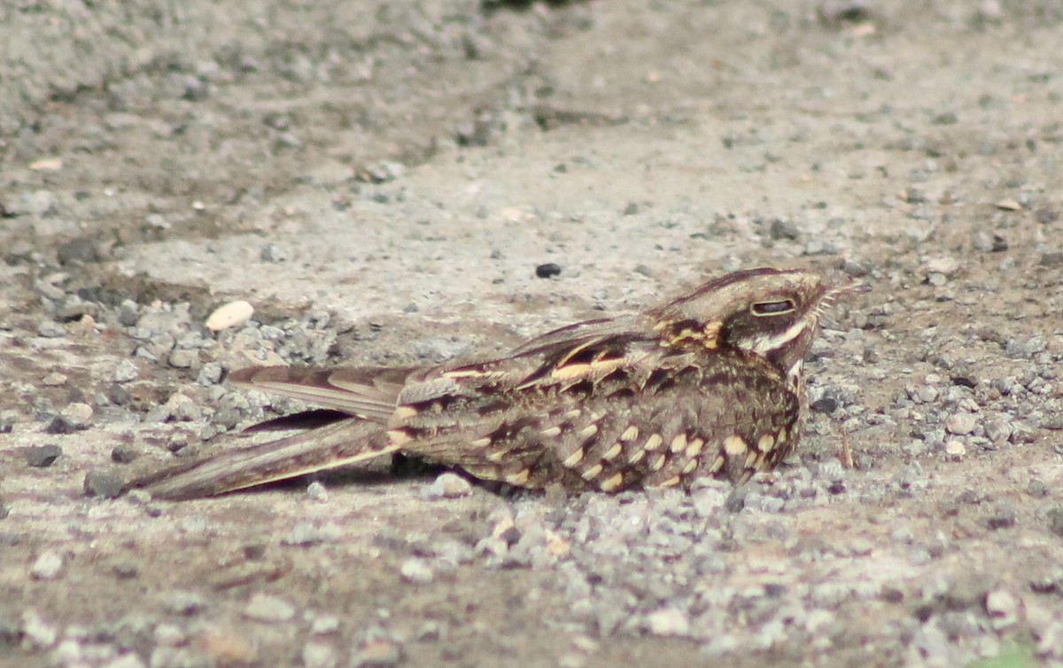 Indian Nightjar - Madhavi Babtiwale