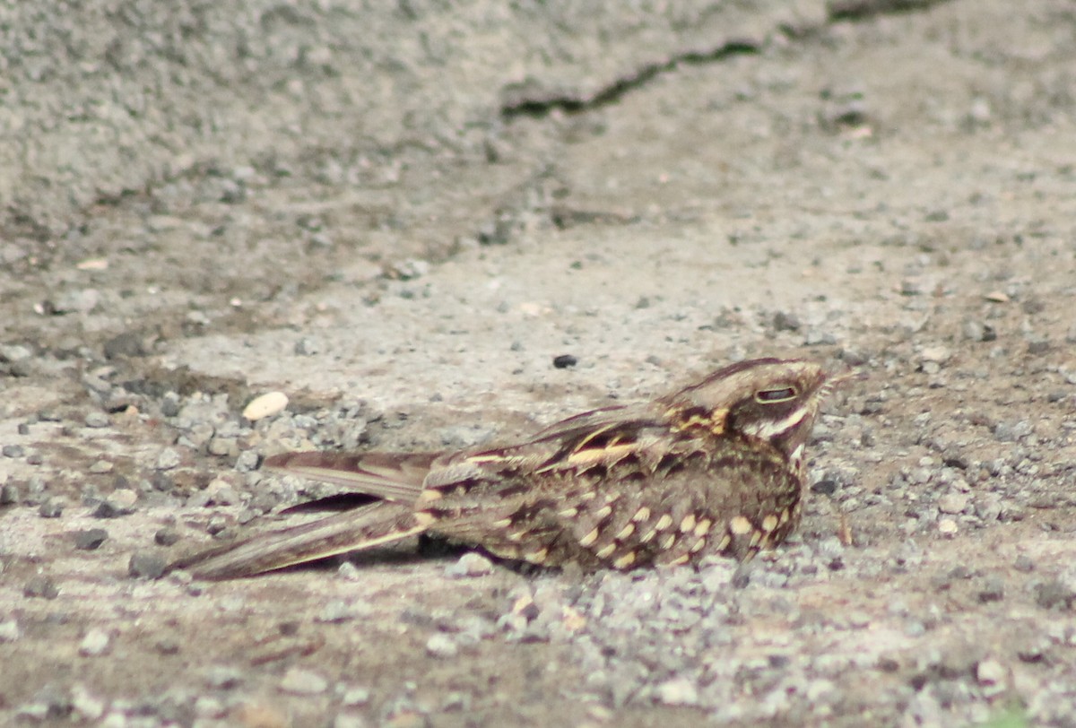 Indian Nightjar - ML620293558