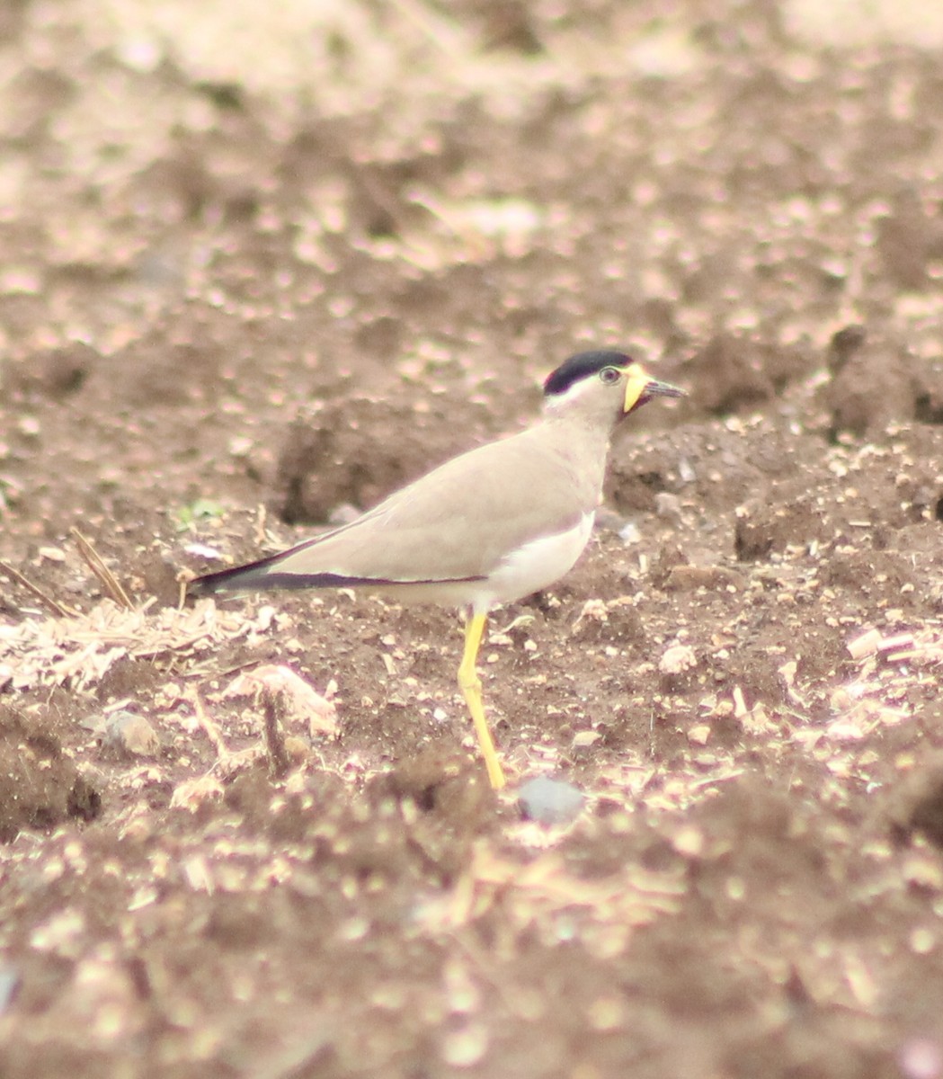 Yellow-wattled Lapwing - ML620293559