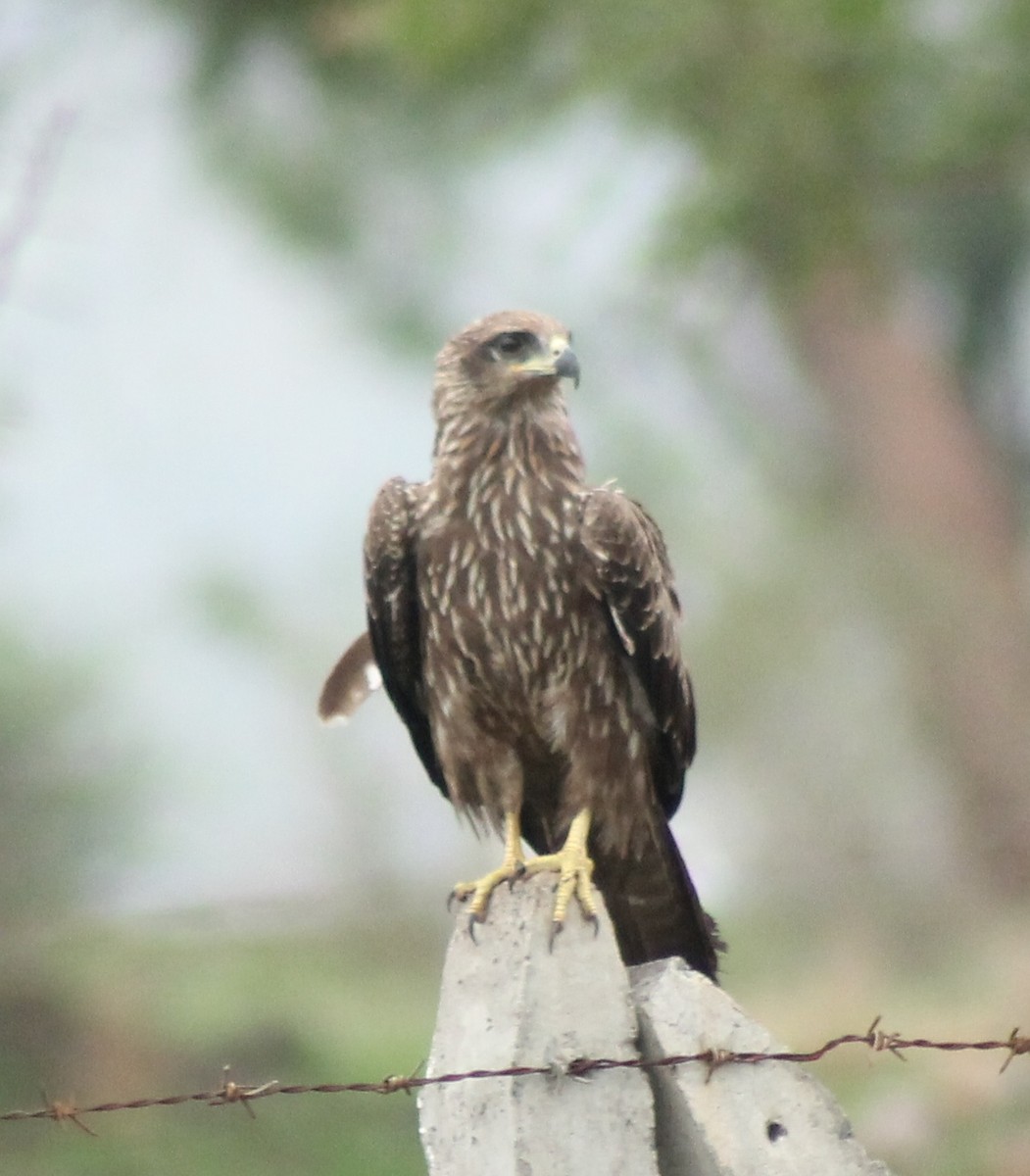 Black Kite - ML620293564