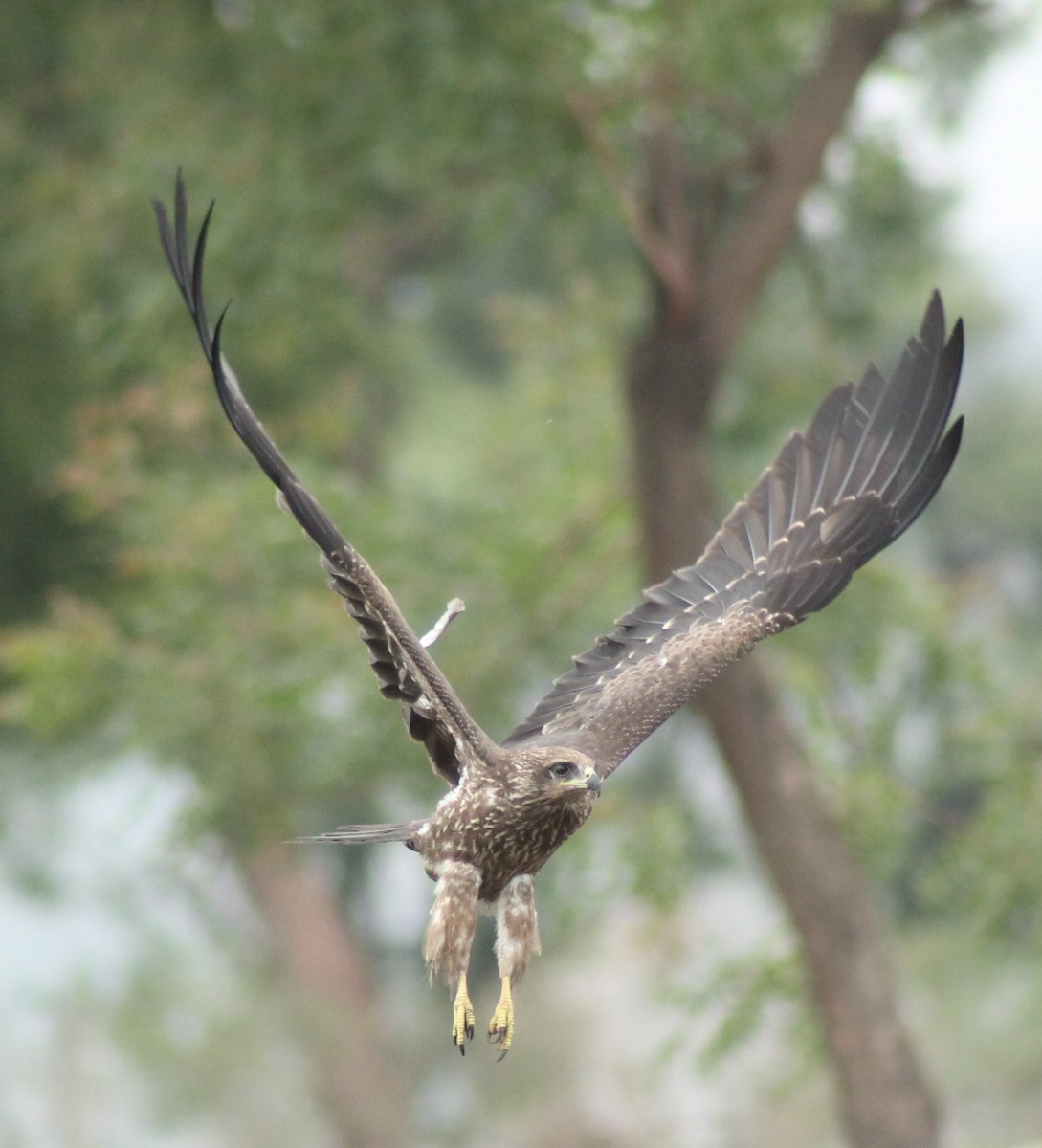 Black Kite - ML620293566