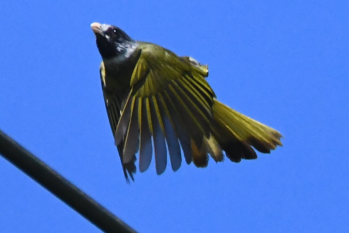 Collared Finchbill - ML620293568