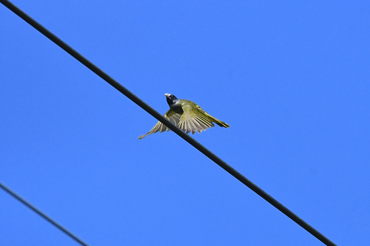 Collared Finchbill - ML620293569