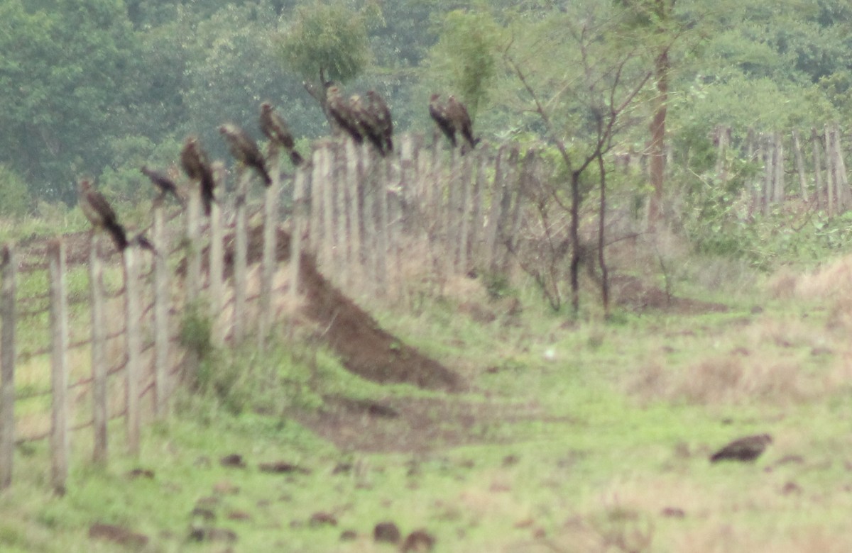 Black Kite - ML620293570