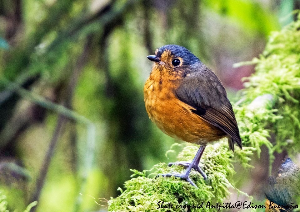 Slate-crowned Antpitta - ML620293571