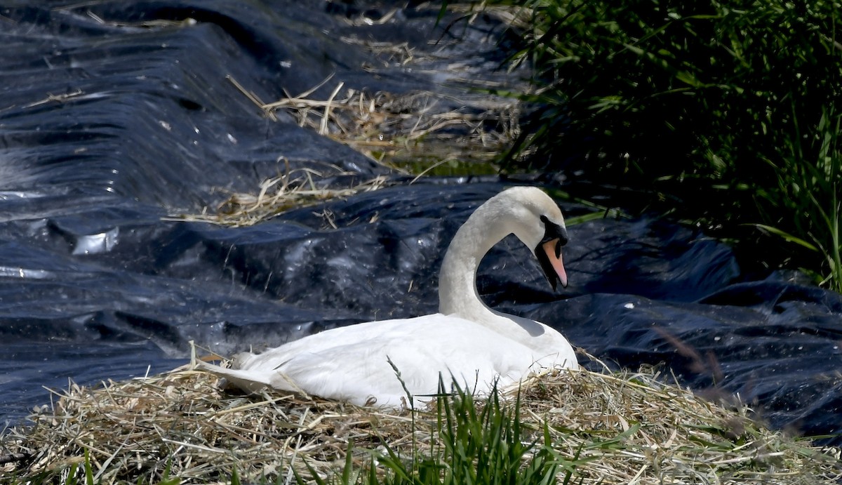 Mute Swan - ML620293572