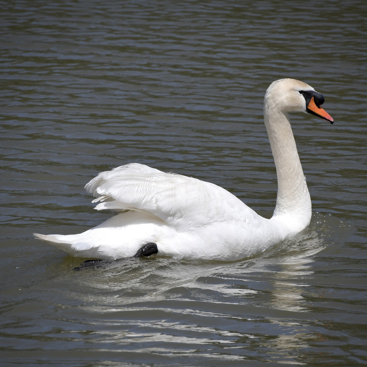 Mute Swan - ML620293573