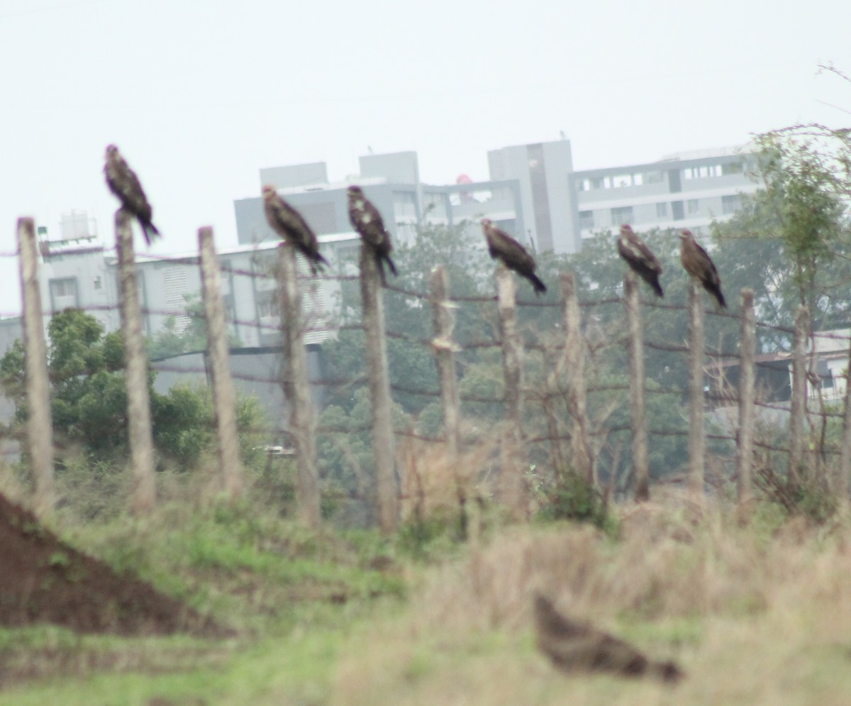 Black Kite - ML620293574