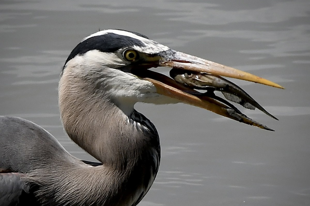 Great Blue Heron - ML620293576