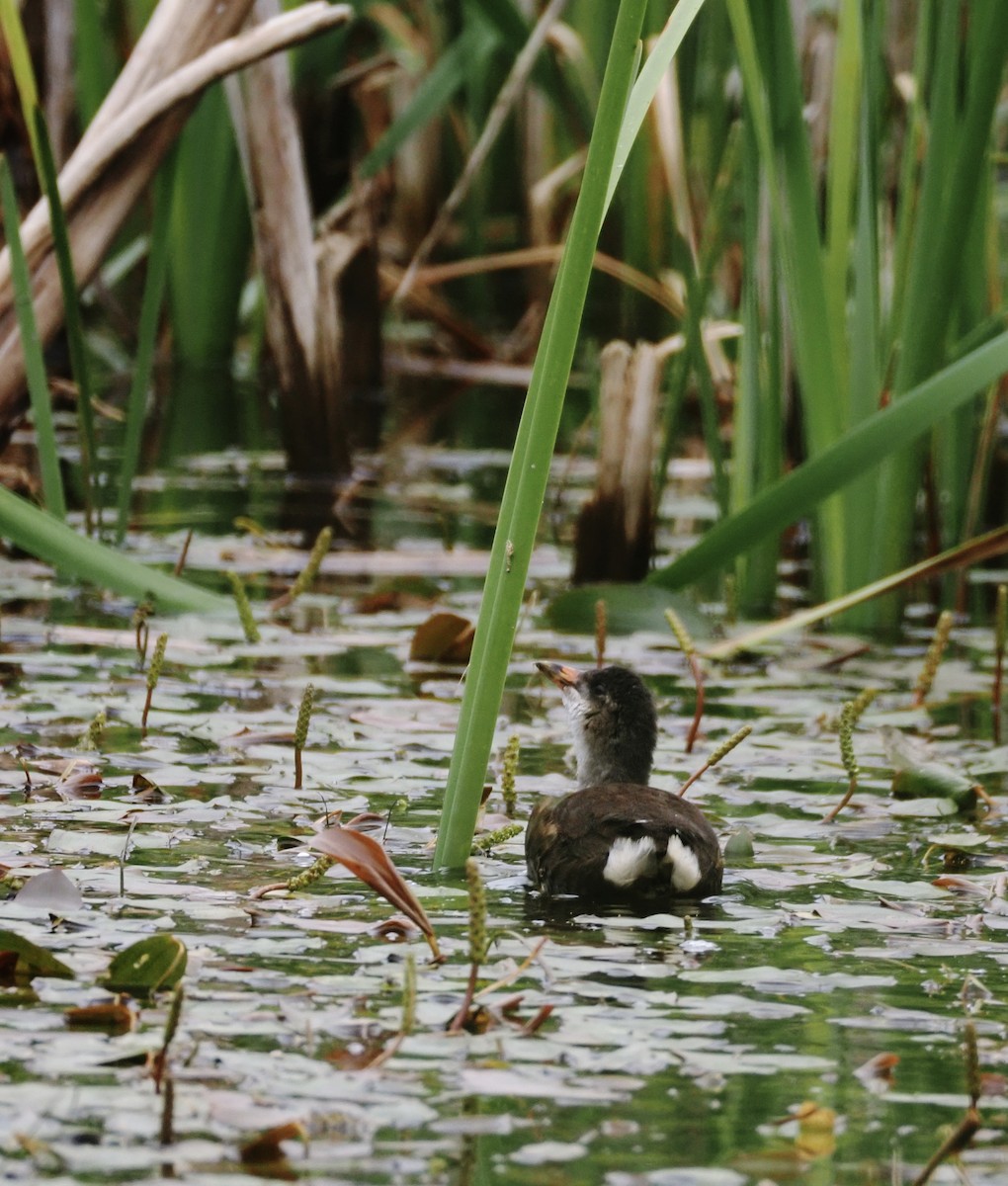 Eurasian Moorhen - ML620293579