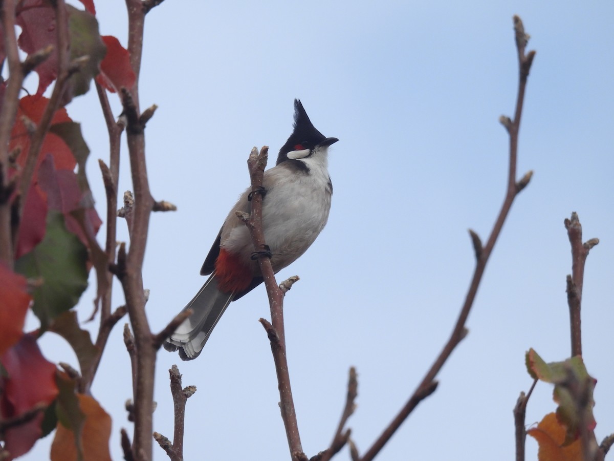 Red-whiskered Bulbul - ML620293580