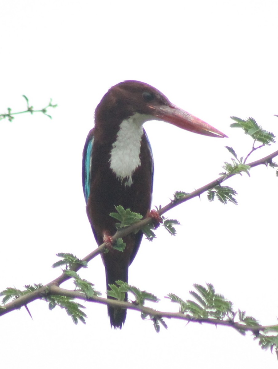 White-throated Kingfisher - ML620293582