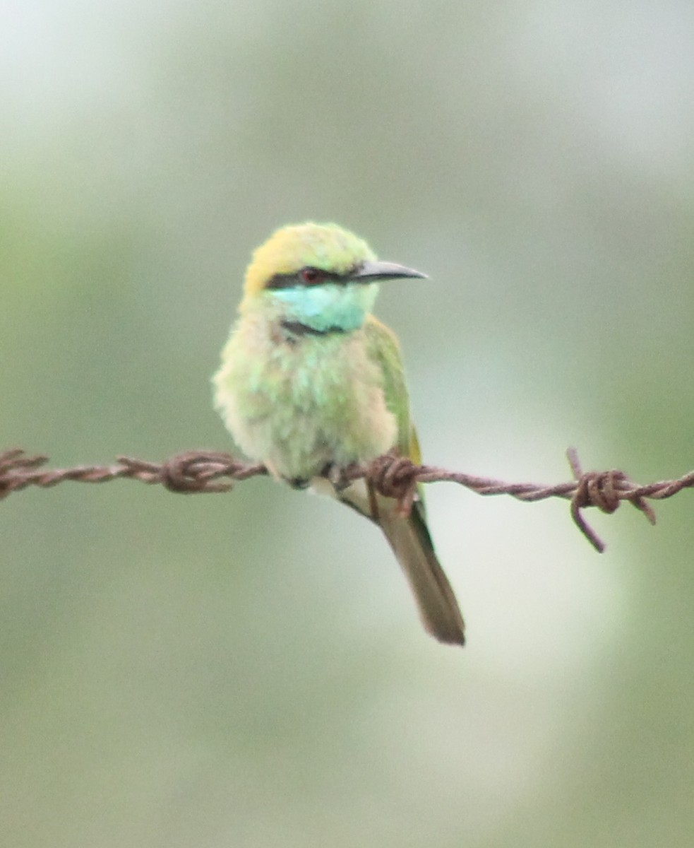 Asian Green Bee-eater - ML620293583