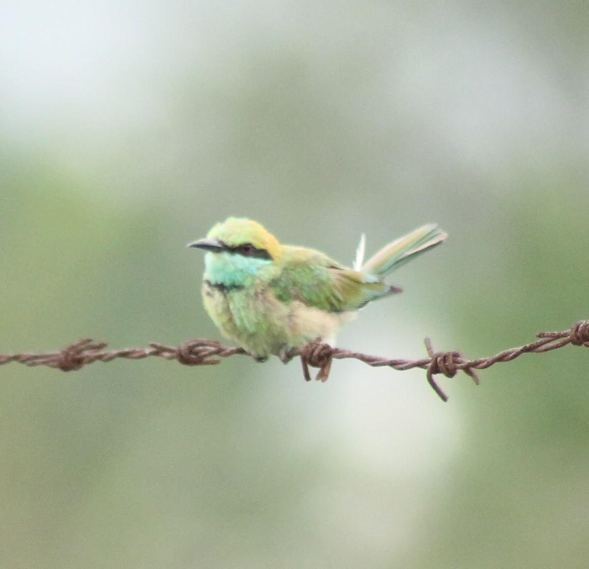 Asian Green Bee-eater - ML620293584