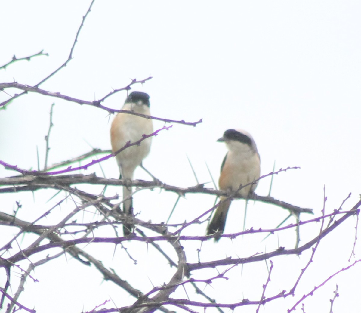 Long-tailed Shrike - ML620293588