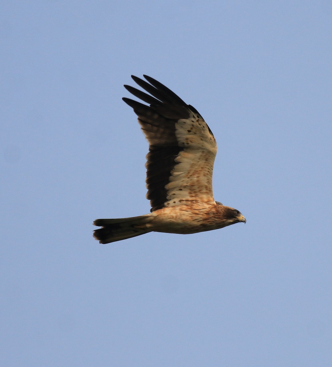 Booted Eagle - ML620293589