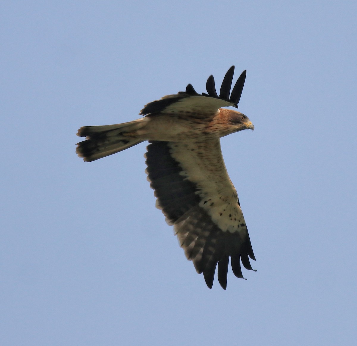 Booted Eagle - ML620293591