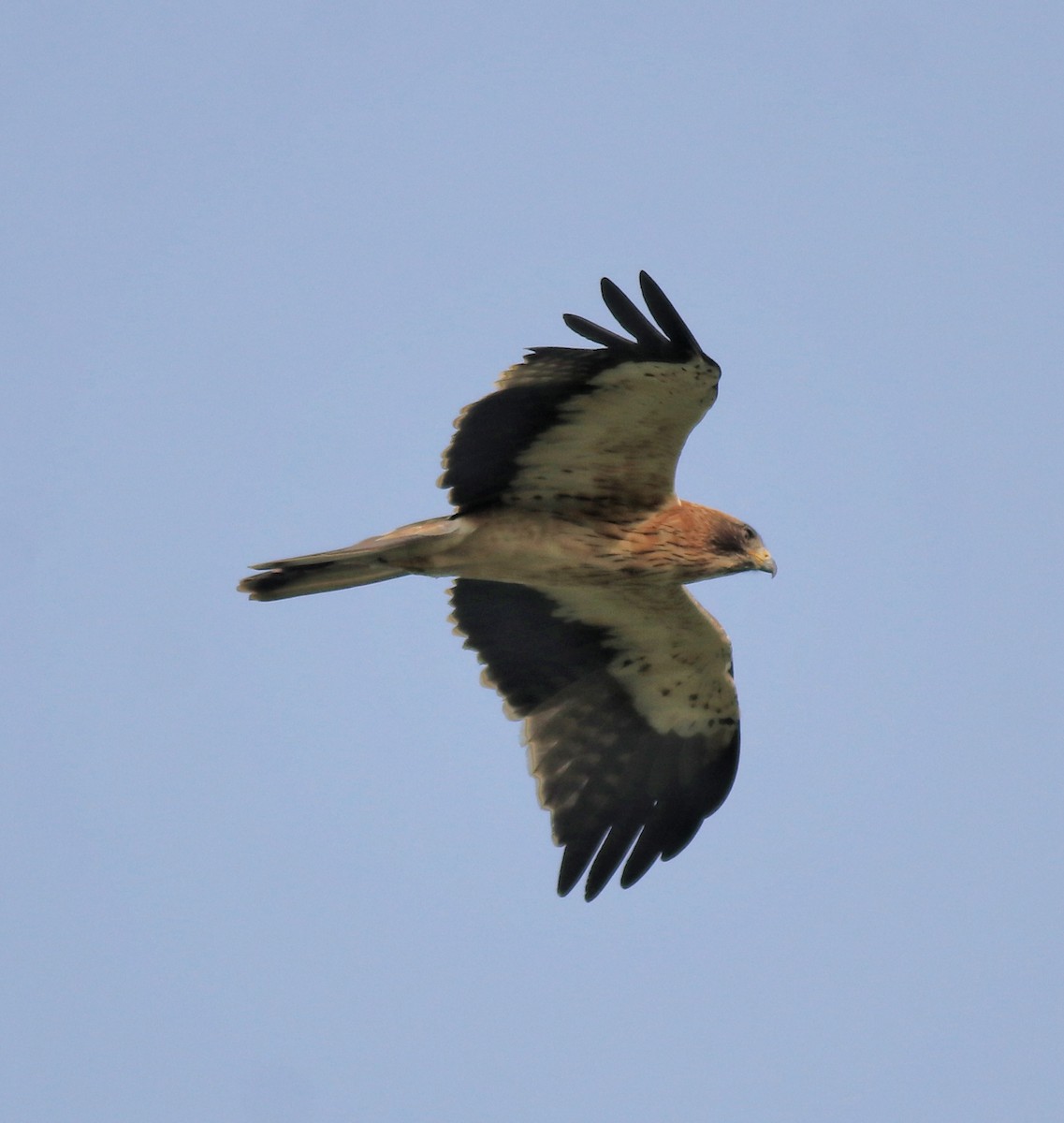 Booted Eagle - ML620293594