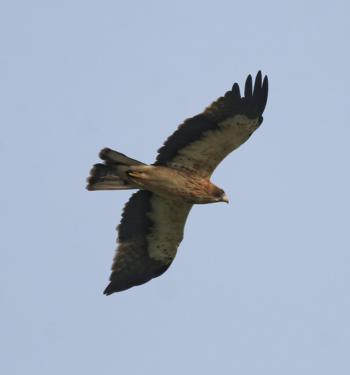 Booted Eagle - ML620293595