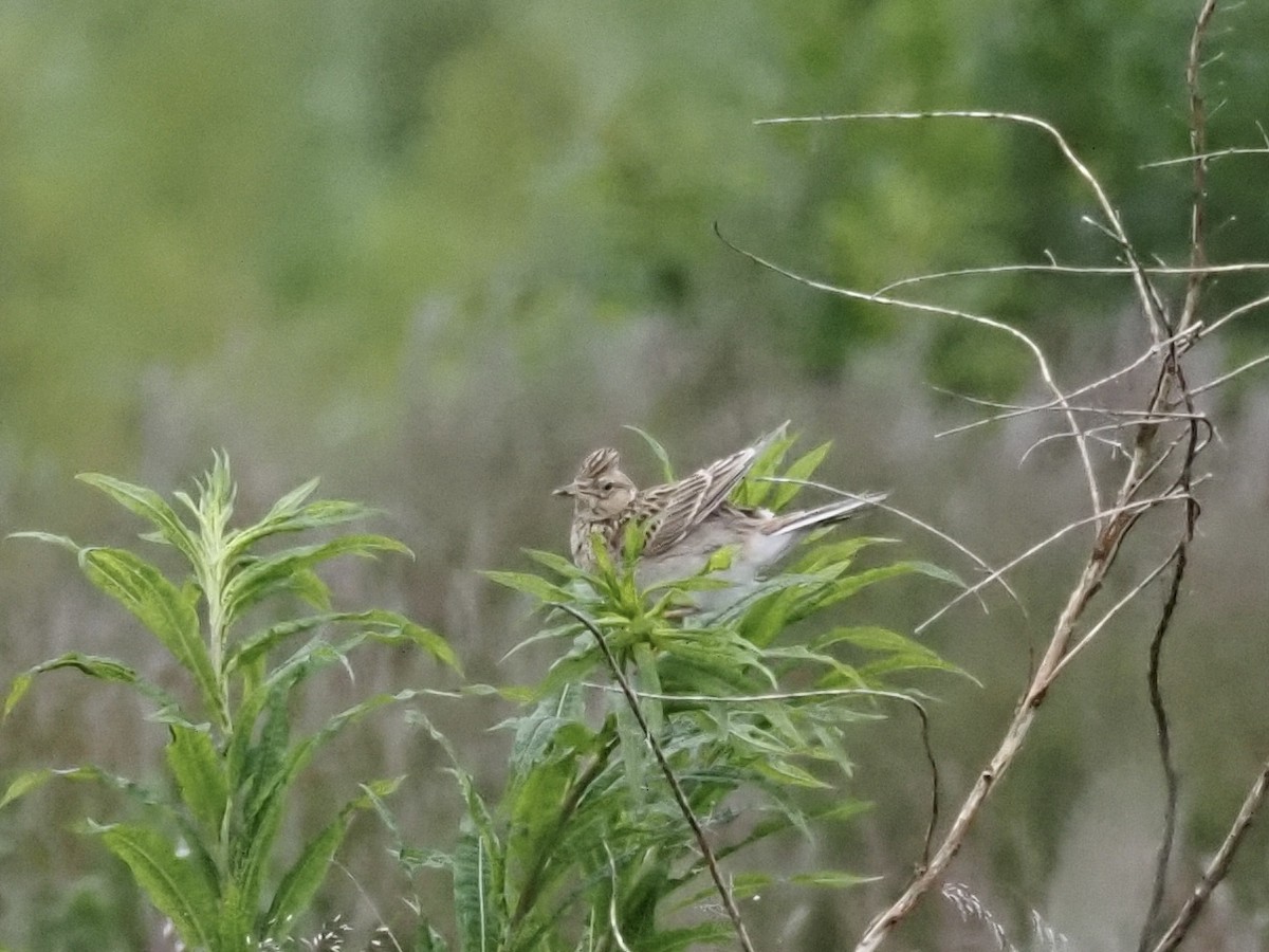 Eurasian Skylark - ML620293599