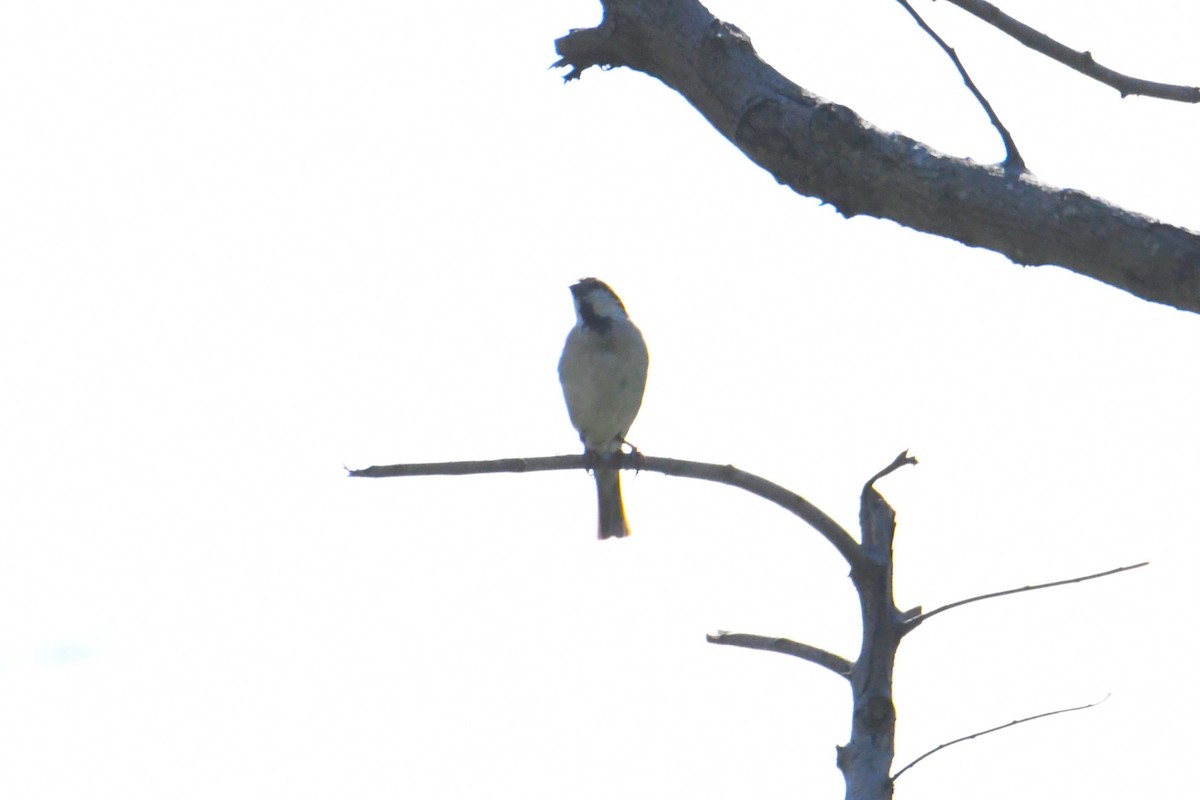 Russet Sparrow - ML620293601