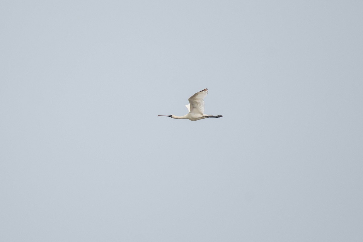 Black-faced Spoonbill - ML620293602