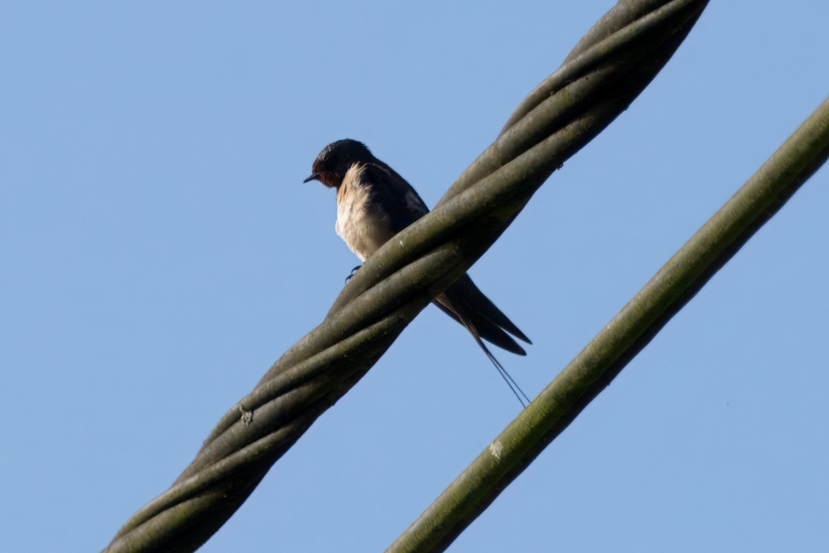 Barn Swallow - ML620293603