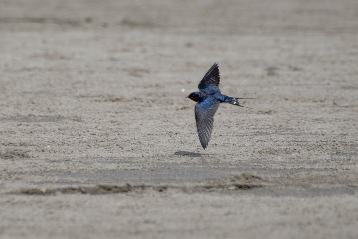 Barn Swallow - ML620293606