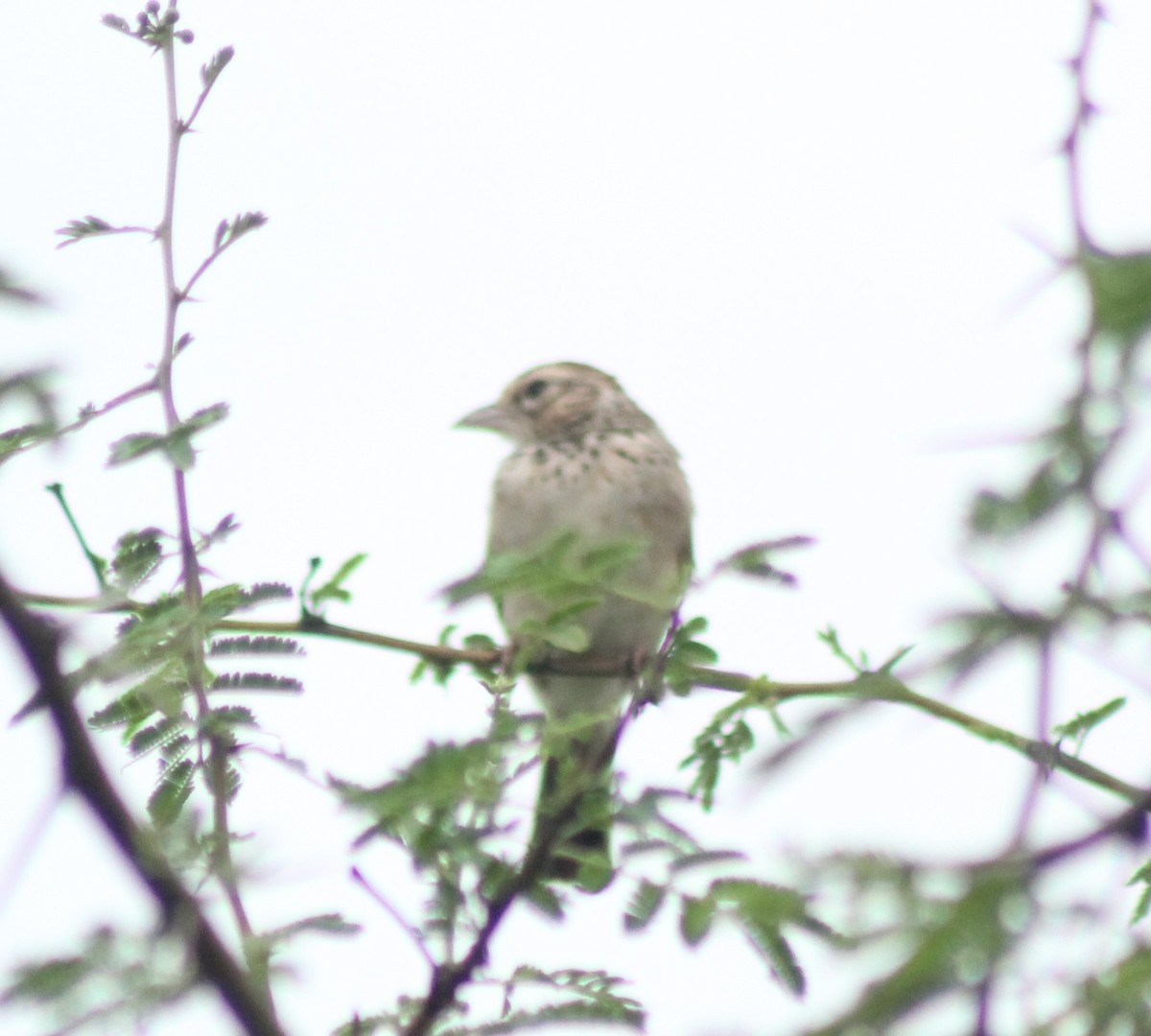 Indian Bushlark - ML620293608