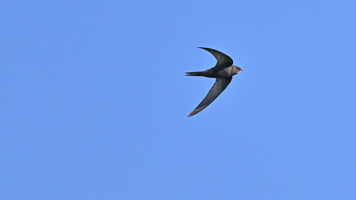 Common Swift - ML620293609