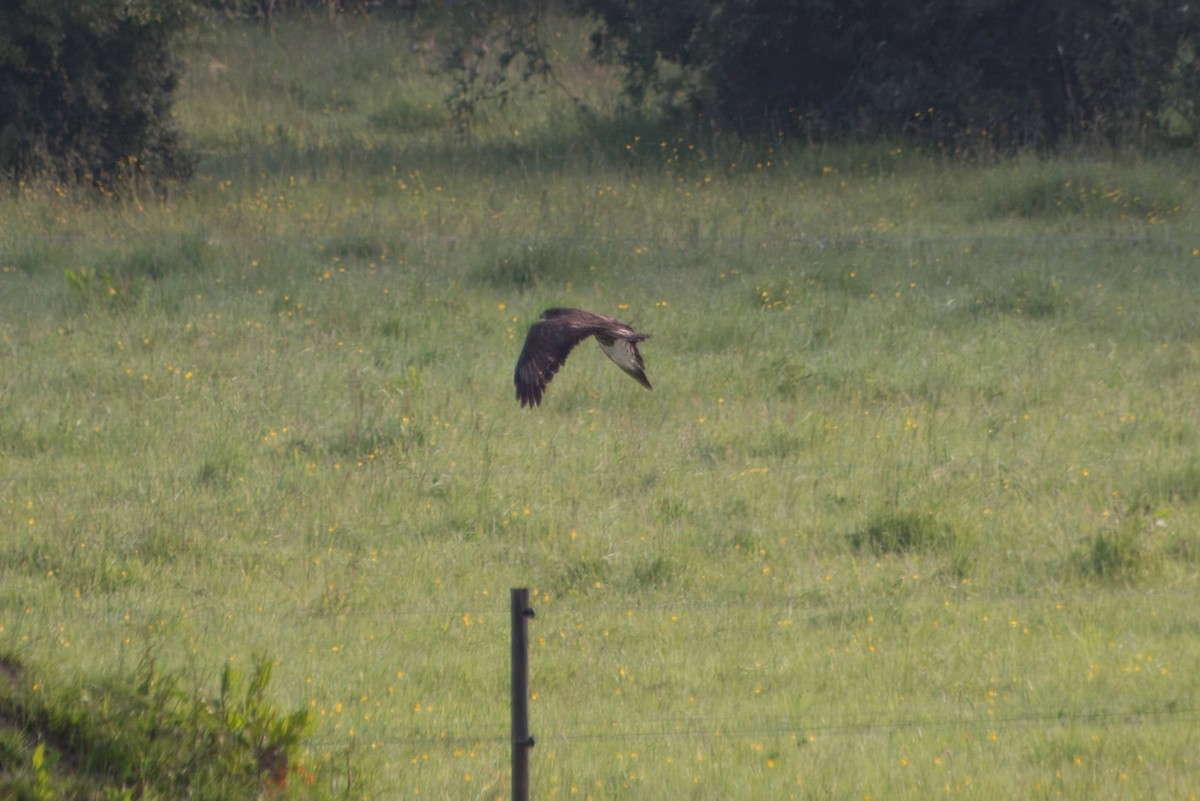 Common Buzzard - ML620293610