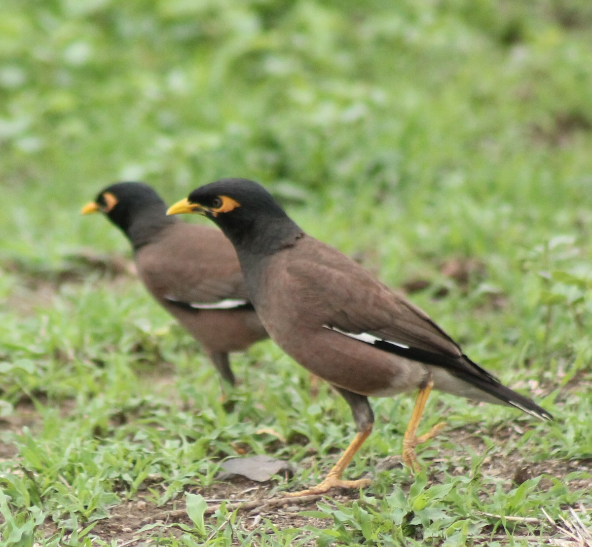 Common Myna - ML620293612