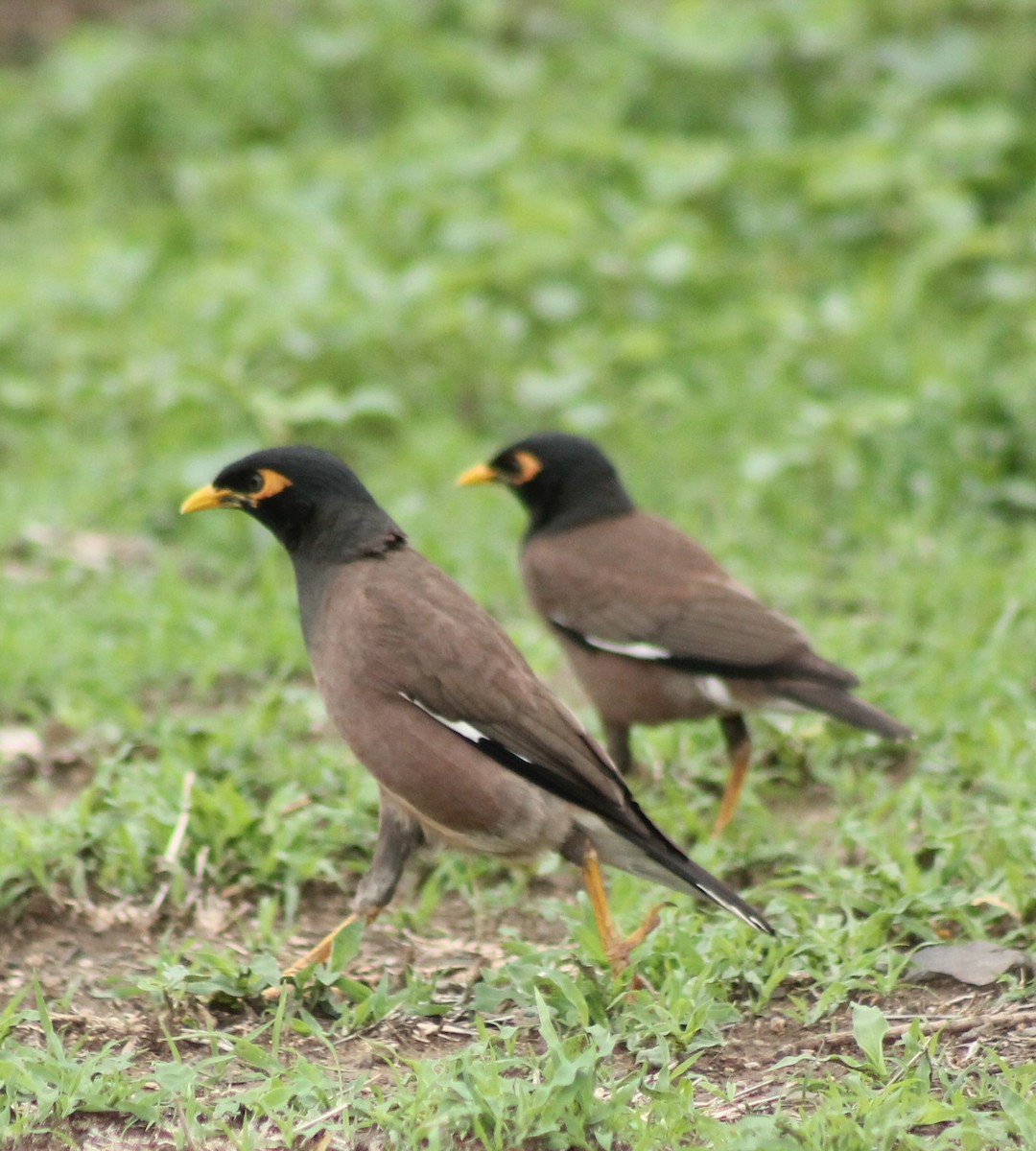 Common Myna - ML620293613