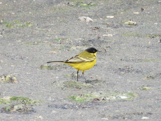 Western Yellow Wagtail - ML620293614