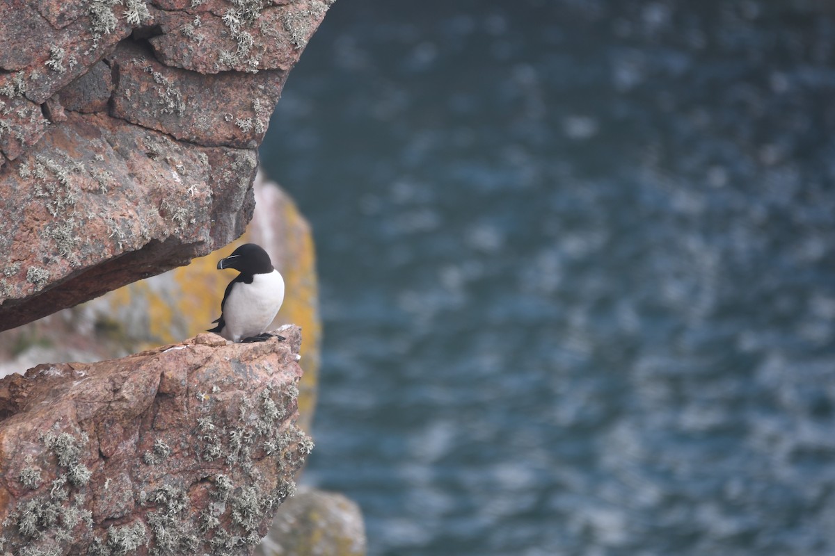 Razorbill - ML620293621