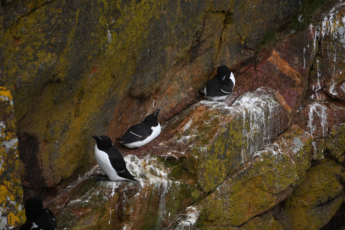 Razorbill - ML620293622