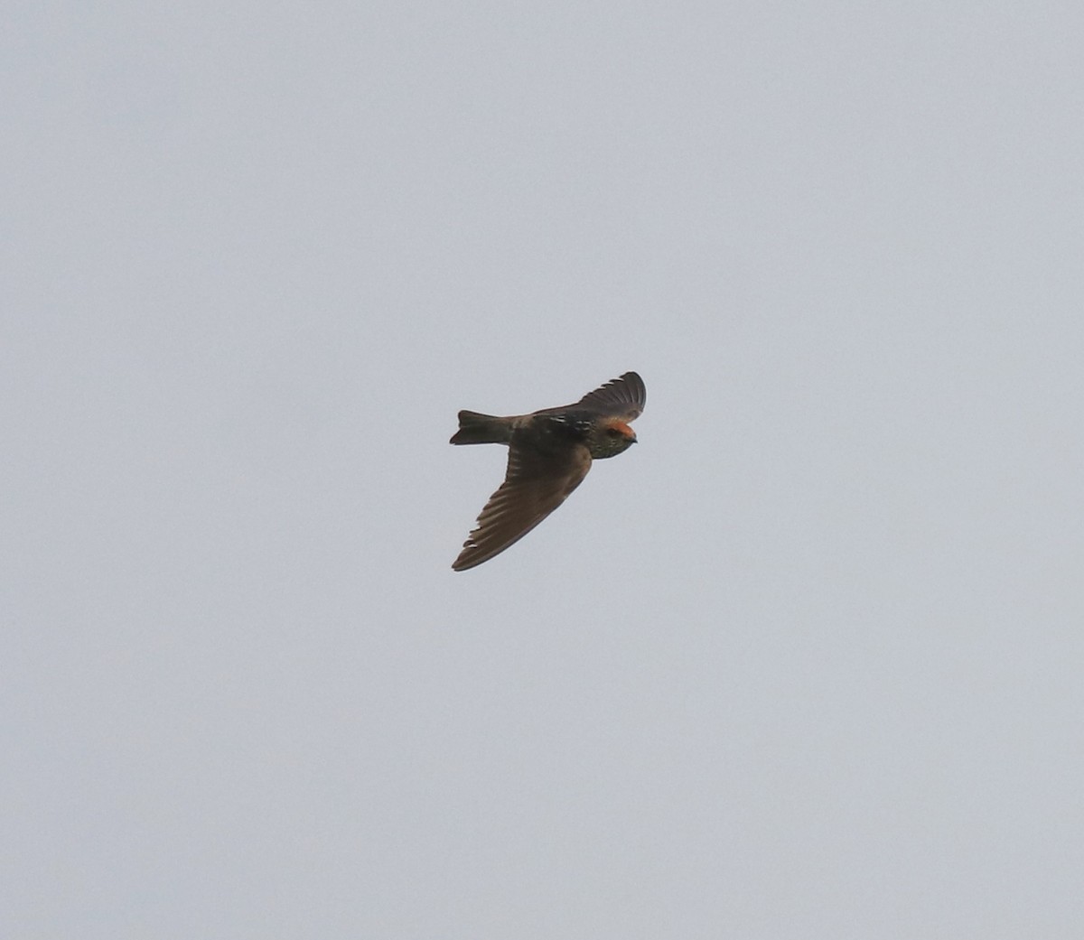 Streak-throated Swallow - ML620293630