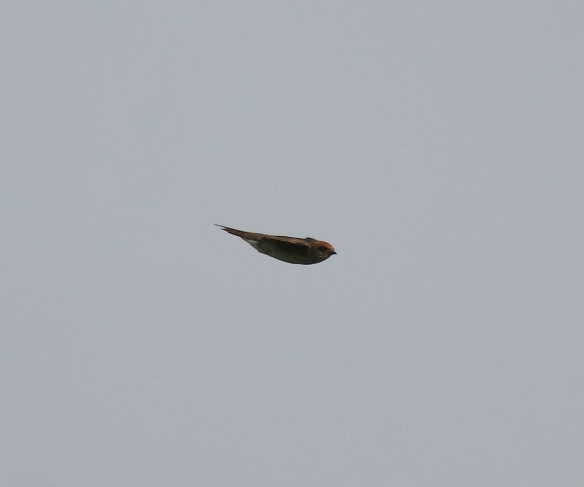 Streak-throated Swallow - ML620293632