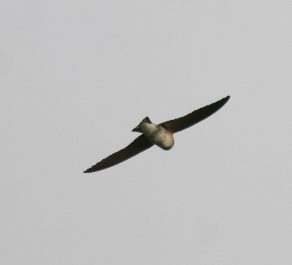 Streak-throated Swallow - ML620293635