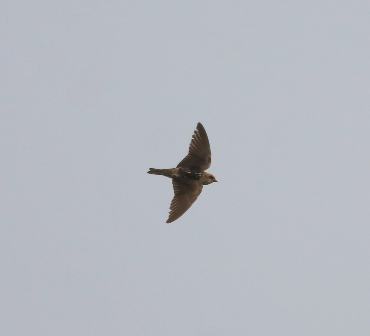 Streak-throated Swallow - ML620293636