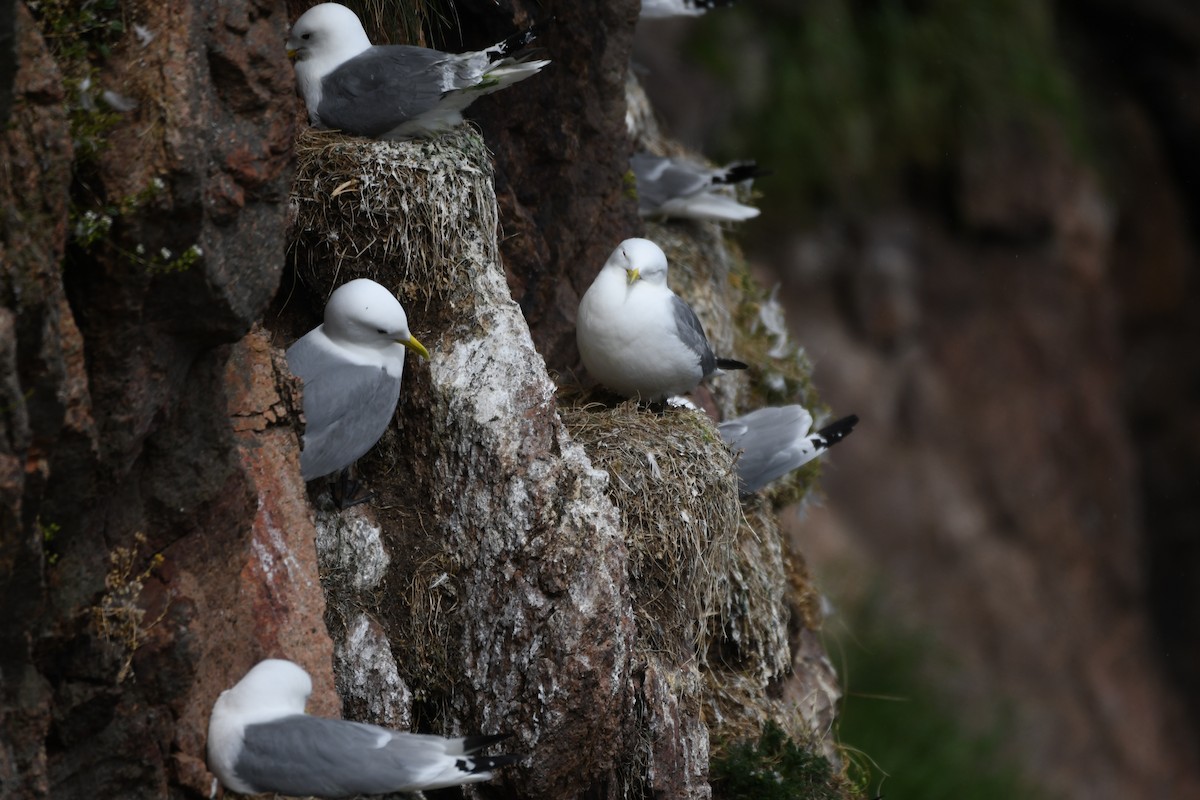 Black-legged Kittiwake - ML620293637