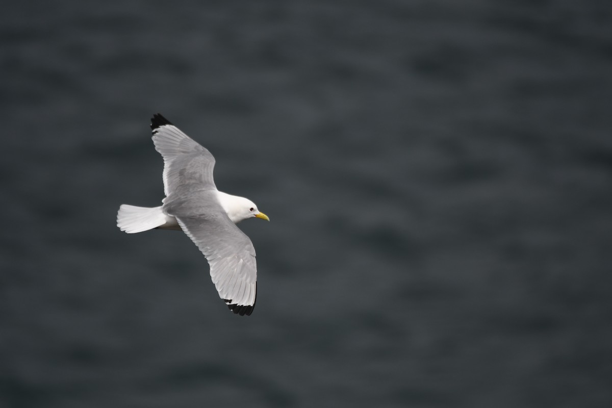 Mouette tridactyle - ML620293638