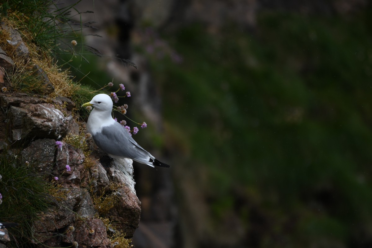 Mouette tridactyle - ML620293639