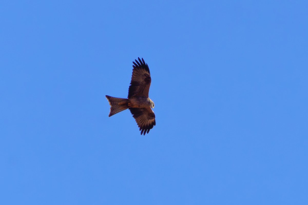 Black Kite - ML620293640